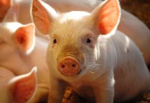 Livestock monitoring market to hit $2.5bn Livestock monitoring market