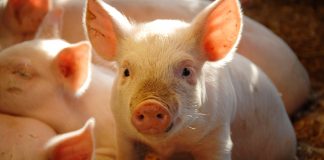 Livestock monitoring market