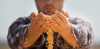 New AI enabled algorithm better predicts corn yield