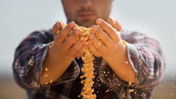 New AI enabled algorithm better predicts corn yield