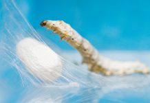 EU project adapted spider and worm silks to create bio-plastics Silk worm