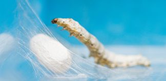 Silk worm