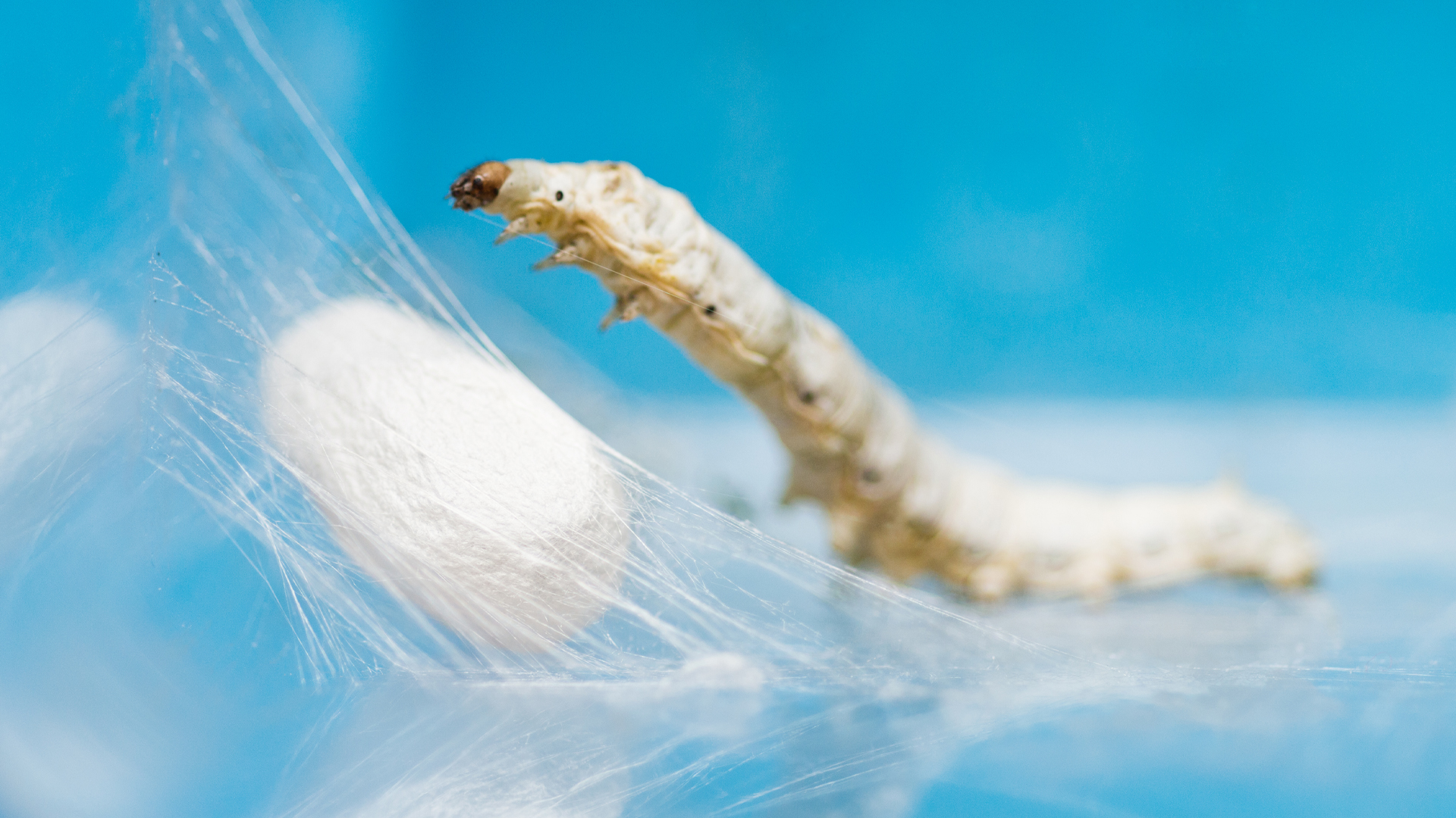 EU project adapted spider and worm silks to create bio-plastics