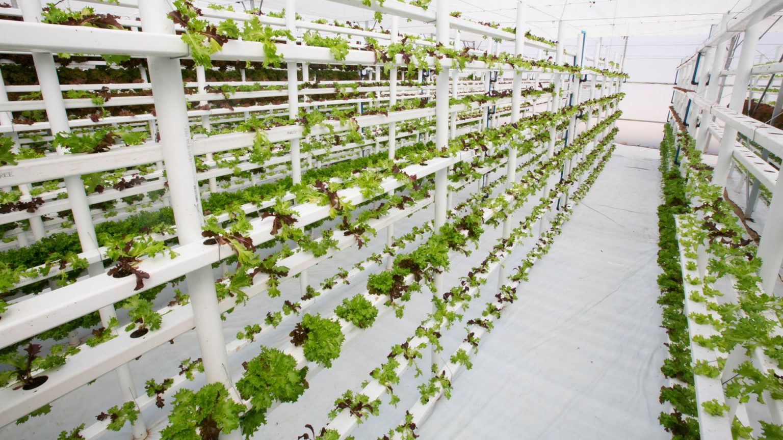 Vertical farming market is projected to reach $12.04bn