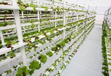 Vertical farming market is projected to reach $12.04bn Vertical farming