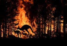 New technology increases the survival rates of seedlings after wildfires Wildfires