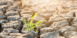 Will Agriculture 4.0 solve the food crisis