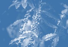 Securing the future of coffee through research Coffee