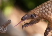pangolin
