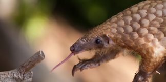 pangolin