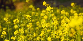 Agricultural waste as laundry detergent to promote a circular economy