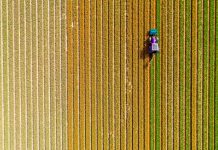 Agriculture-Vision: preventing major losses in agriculture Agriculture-Vision