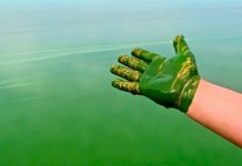 blue-green algae produce oil