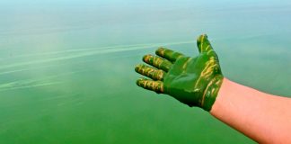 blue-green algae produce oil