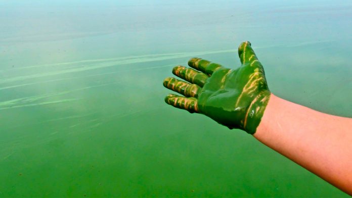 blue-green algae produce oil