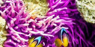 Sea4Us: fighting chronic pain epidemics in line with nature