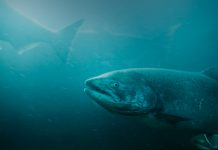 Offshore floating platforms