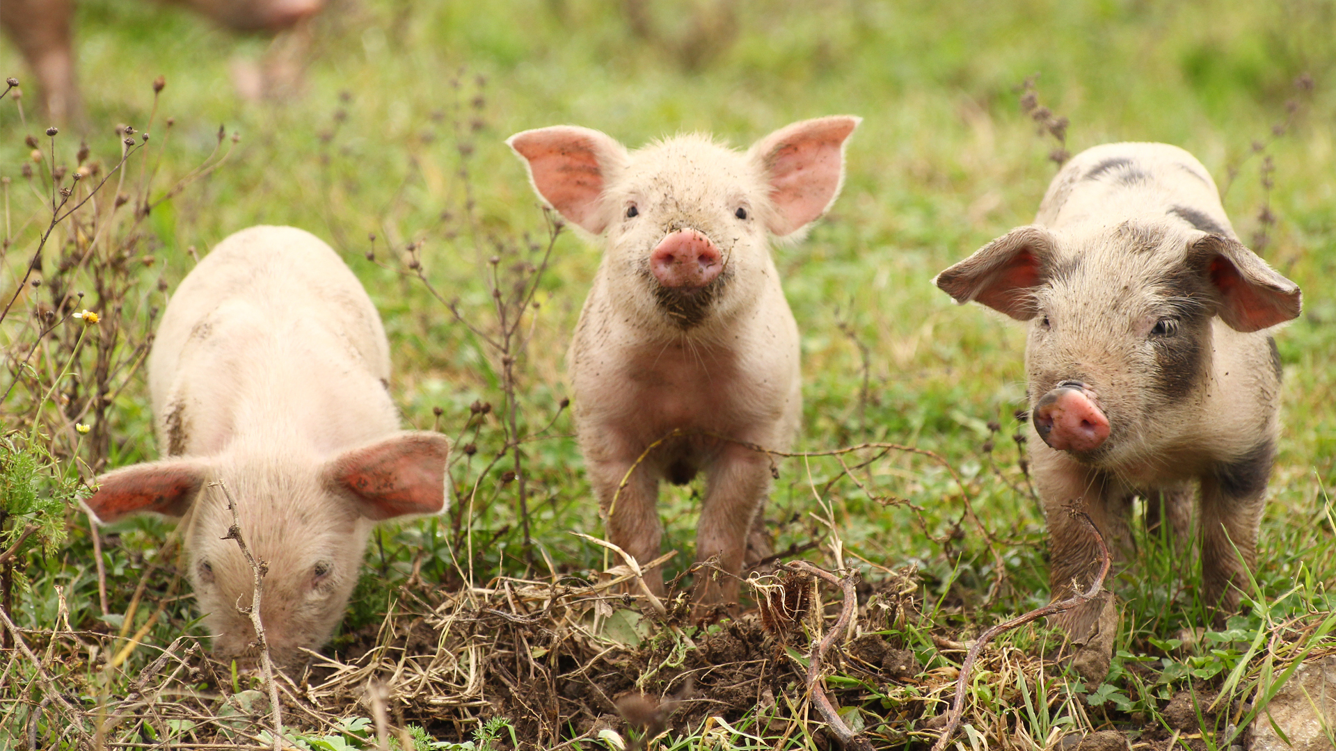 Animal welfare and ethical responsibility in farming