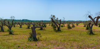silk-based biomaterials