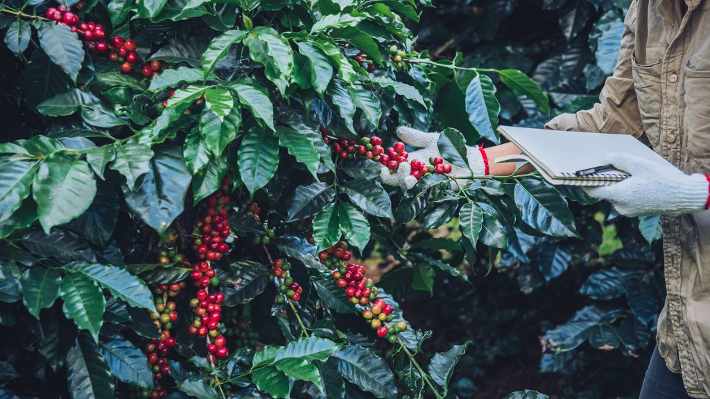 Agroforestry defends coffee production from climate change