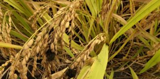 disease related crop loss