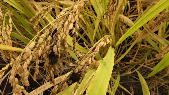 disease related crop loss