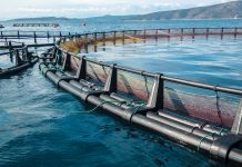 Shaping the future of aquaculture licensing in Europe Aquaculture licensing