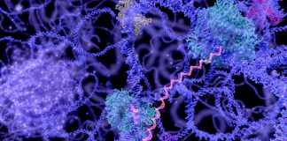 cold-adapted enzymes