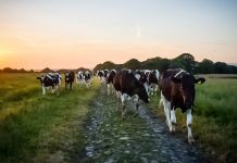 CowManager: a unique and complete cow monitoring system