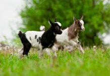 IMAGE: providing access to data from Europe’s animal gene banks gene banks