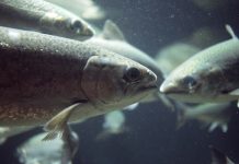 Solving the problem of hydrogen sulfide on a fish farm hydrogen sulfide