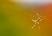 Spider silk-based biomaterials: fostering innovation in countless industries Spider silk