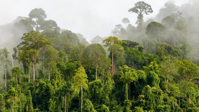Could financial incentives help preserve tropical forests?