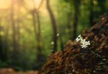 Microplastics can inhibit plant growth and seedling development seedling development