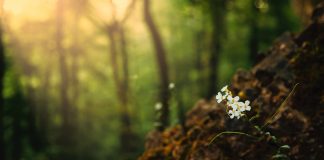 seedling development