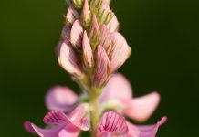 Tannins from forest biomass to reduce the burden of parasite in livestock parasite in livestock