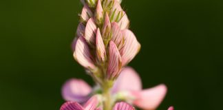 parasite in livestock