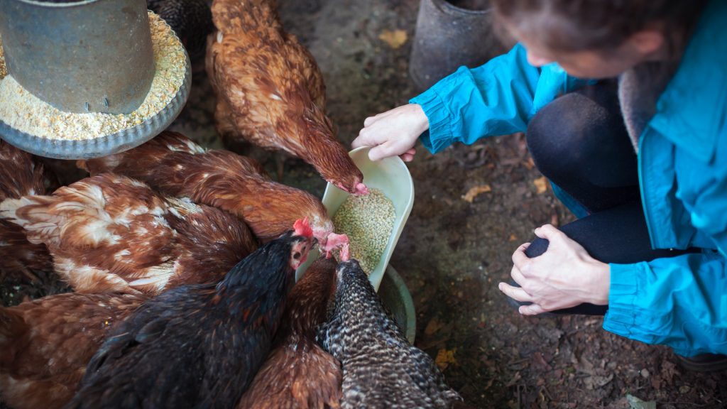 Innovation in animal feed practices to increase the profitability of farms