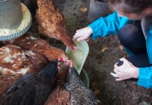 Innovation in animal feed practices to increase the profitability of farms Animal feed