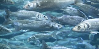 sustainable fish farming