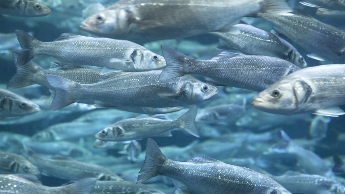 sustainable fish farming
