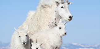 animal genetic resources