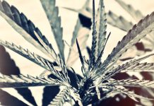 European industrial hemp: misconceptions of hemp in agriculture hemp in agriculture