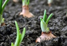 Organic farming opportunities in Europe Organic farming