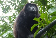 Improving tropical forest conservation through interdisciplinary research tropical forest conservation