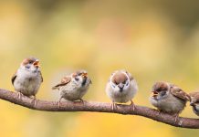 Innovators train AI models to help measure biodiversity in birds biodiversity in birds