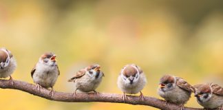 biodiversity in birds