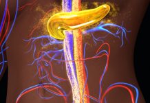 EU project to develop a bio-artificial lab-grown pancreas lab-grown pancreas