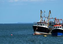 UK Fisheries Bill: What is next for British fishing and aquaculture? Fisheries Bill