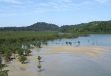 The significance of mangroves and their ecosystems mangrove ecosystems